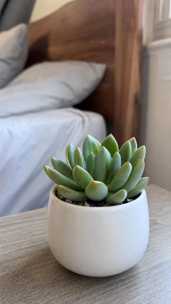 Add A Touch Of Green With Low-Maintenance Plants