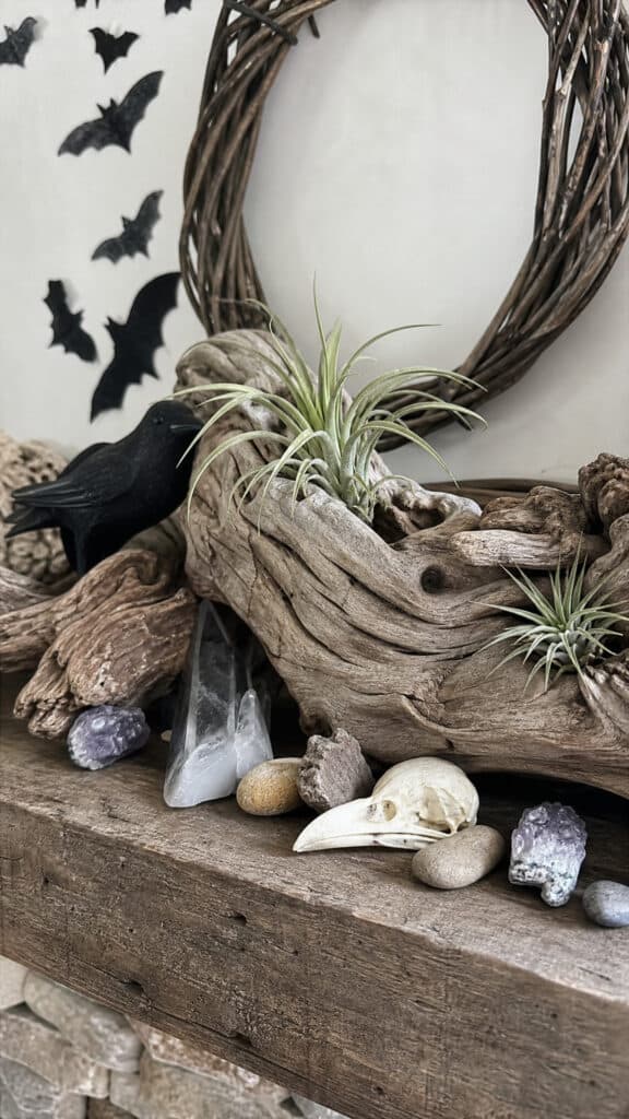 Air Plant Display On Driftwood Pieces