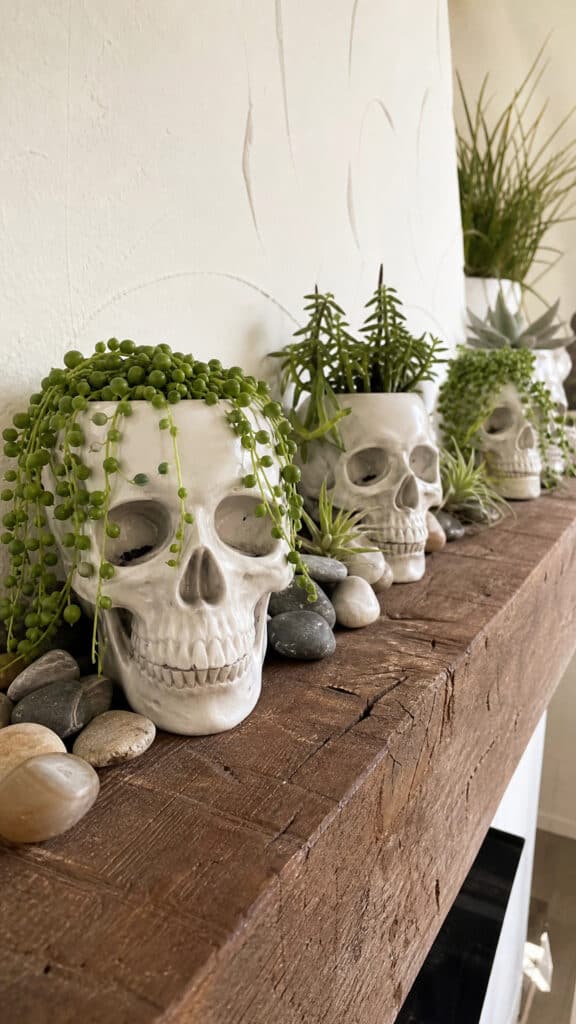 Ceramic Skull Planters With Trailing Succulents