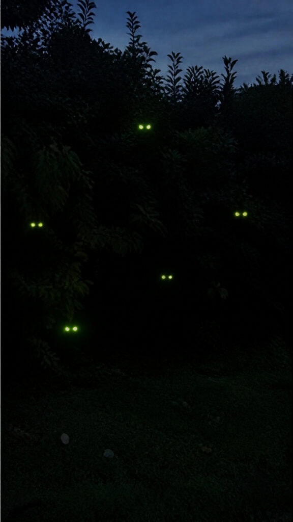 Glowing Eyes in the Bushes